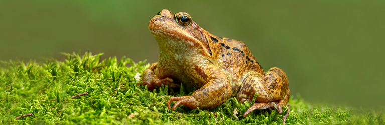 Amphibiens