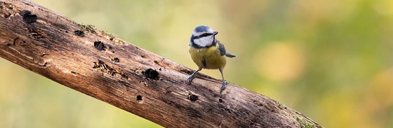 Mésange bleue