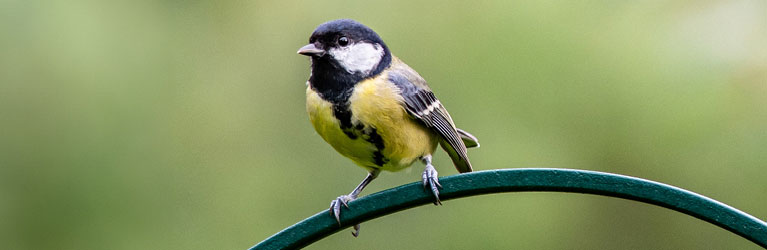 La mésange charbonnière