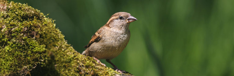 moineau domestique