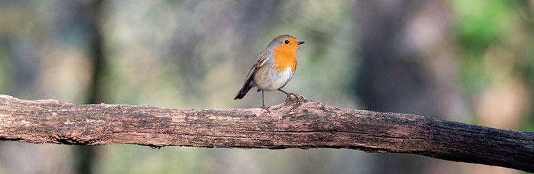 rouge-gorge