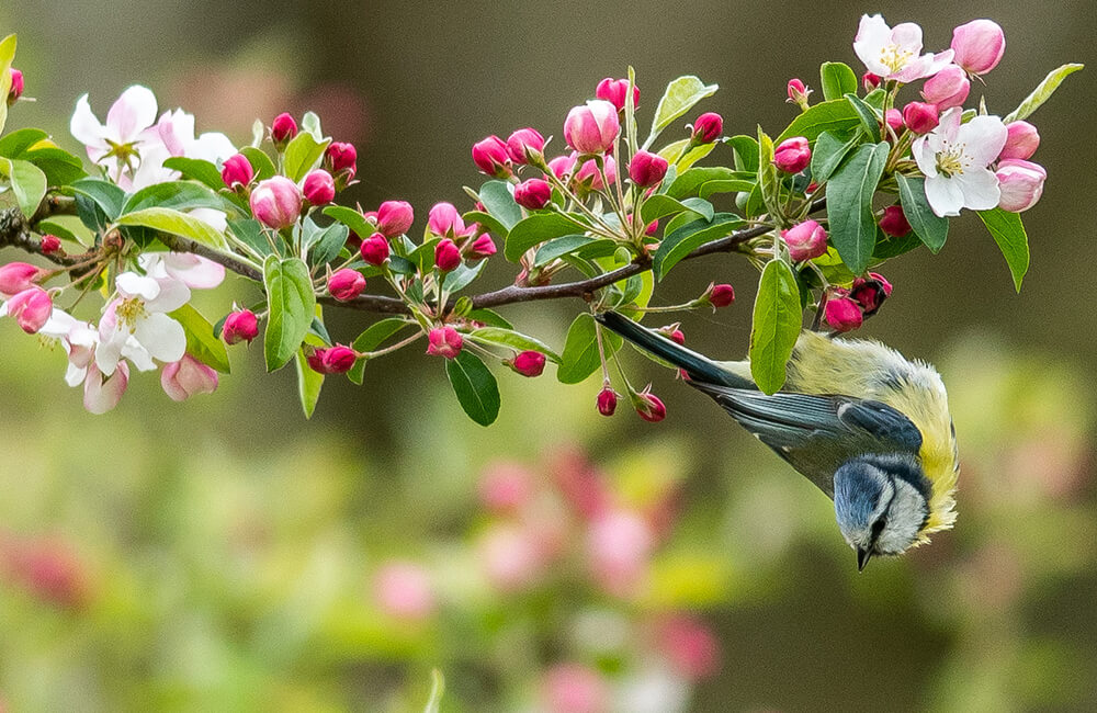 Mésange bleue suspendue la tête en bas à une branche de cerisier.