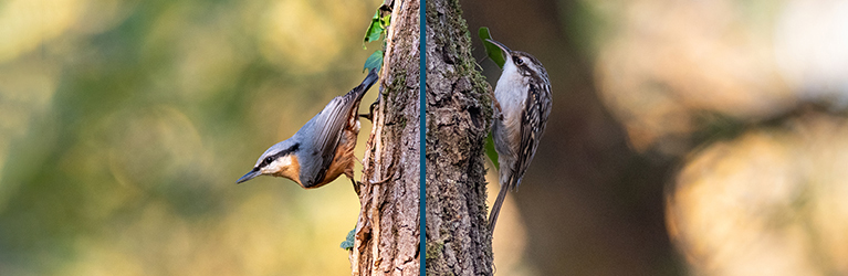 Quelle est la différence entre une sittelle et un grimpereau ?