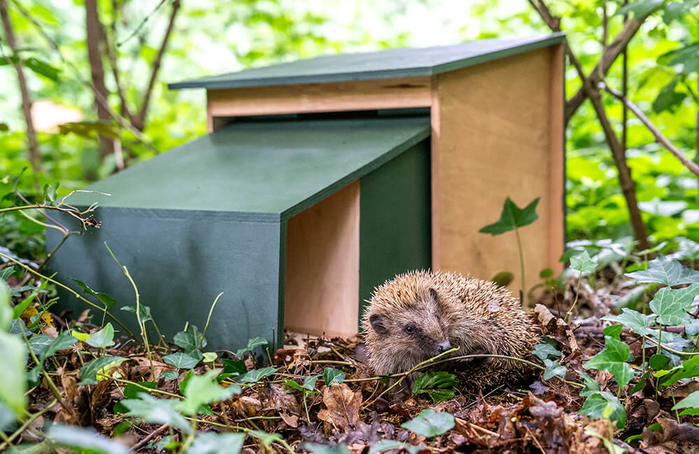Un hérisson inspecte une maison de hérisson dans une forêt.