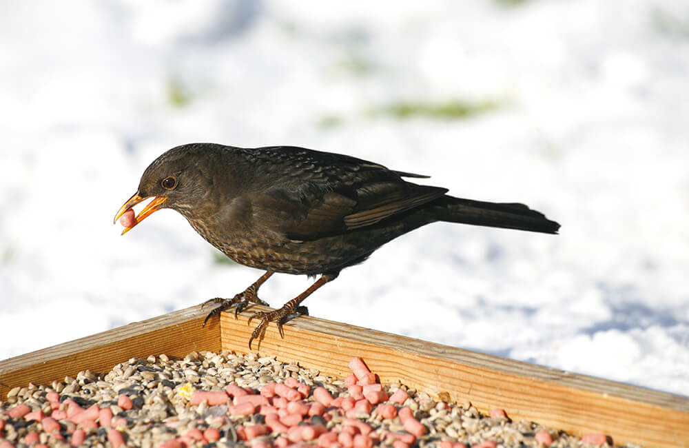 Un merle femelle visitant une table d'oiseaux pendant l'hiver.
