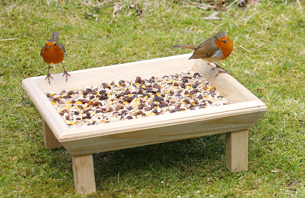 Un couple de merles visite la table des oiseaux.