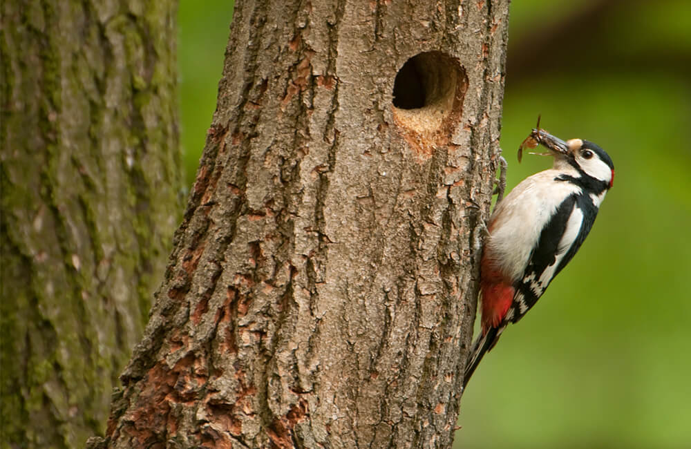 Pic sur un arbre