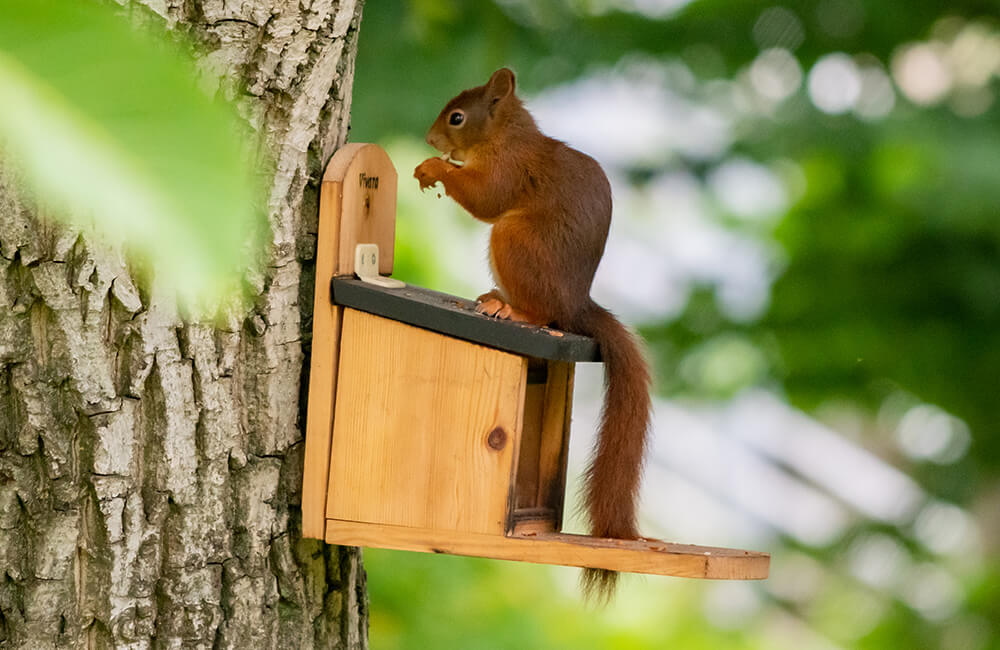 Écureuil mangeant des noix provenant d'une mangeoire pour écureuils placée en hauteur sur un arbre