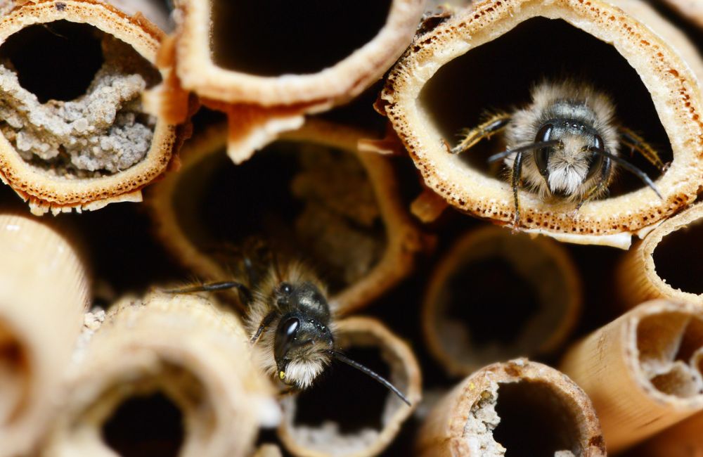 Abeilles solitaires déposant du pollen dans les tubes d'un hôtel à insectes.