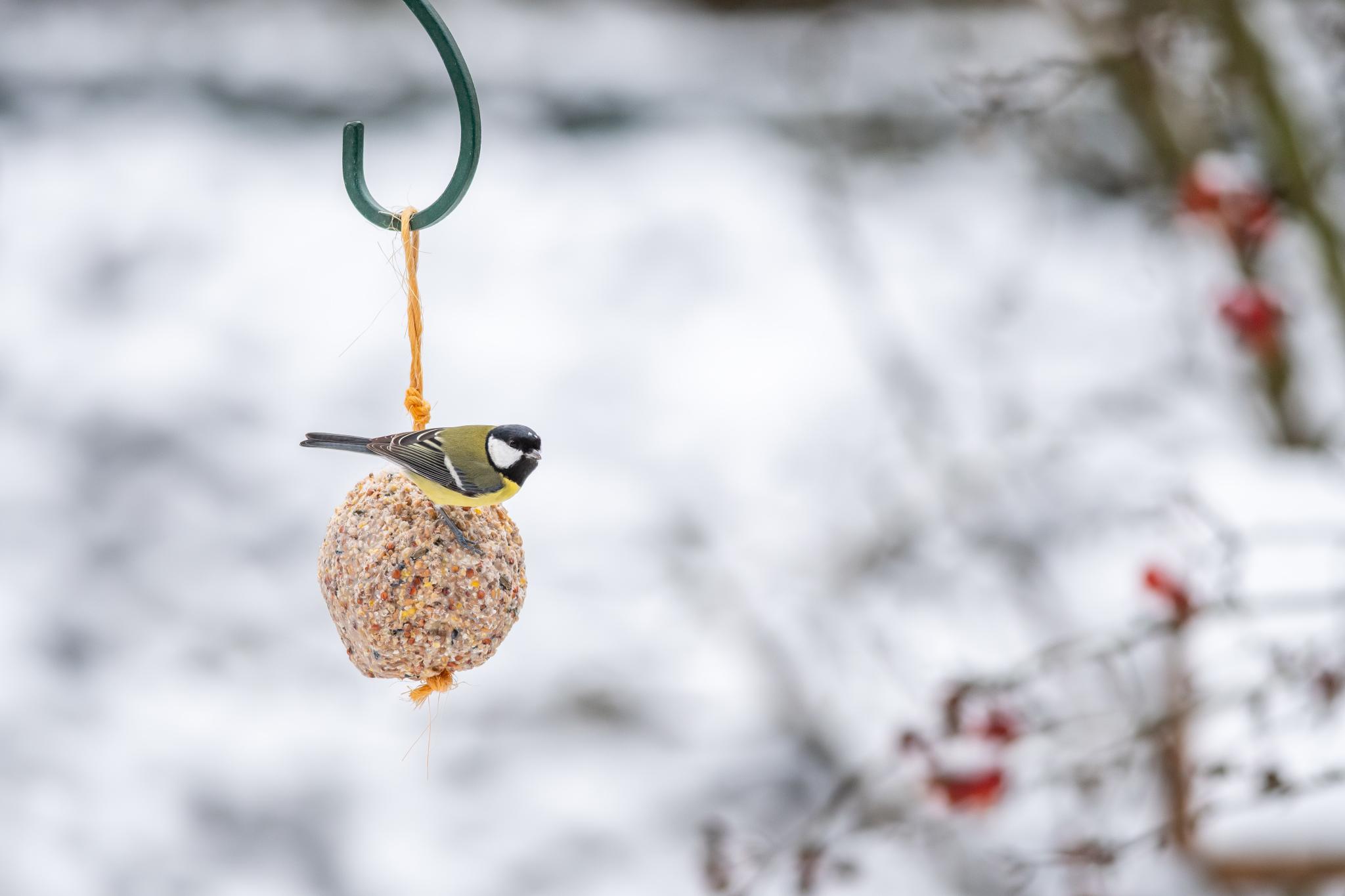 Une belle mésange sur une boule de graisse dans le jardin en hiver.
