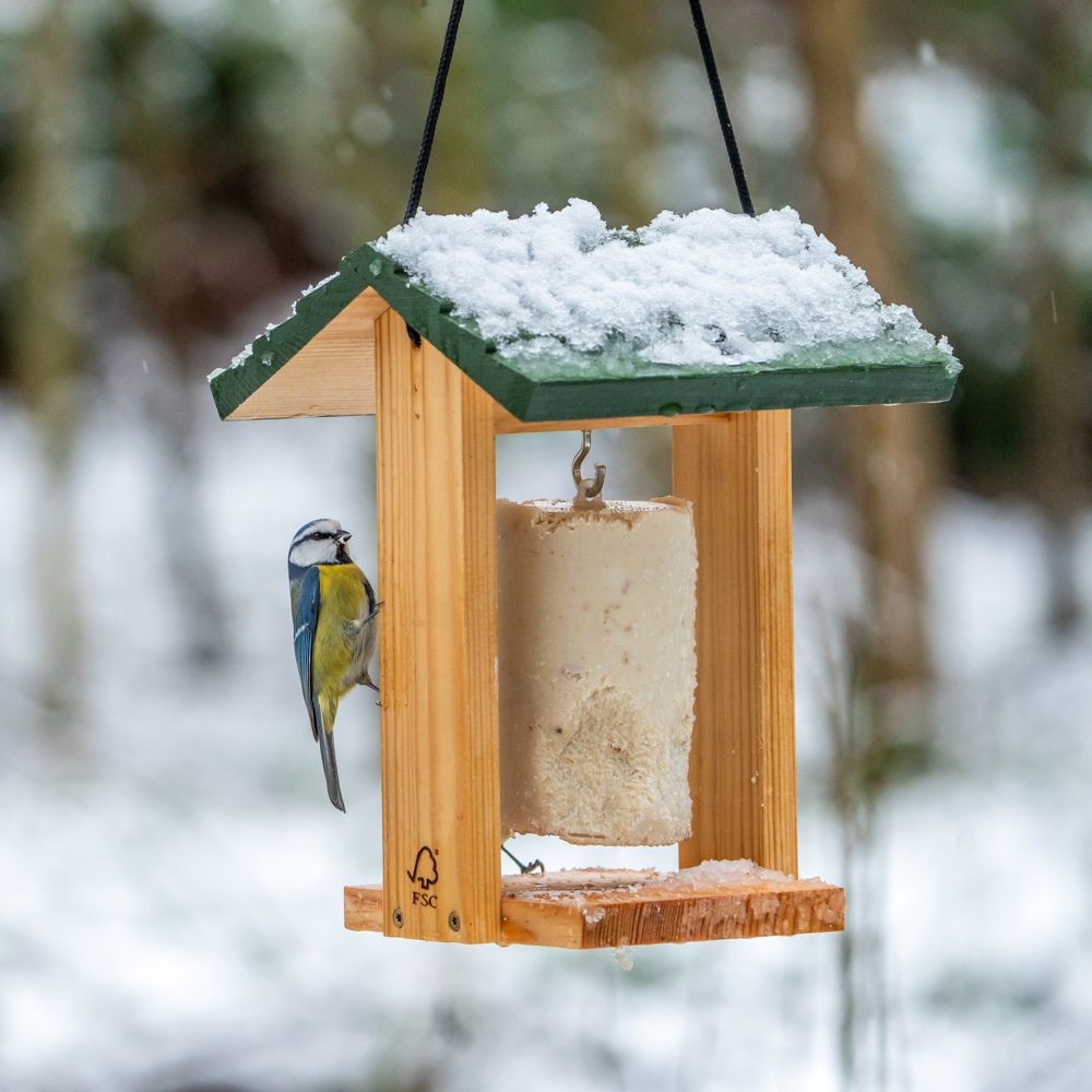 Une mésange bleue sur une mangeoire contenant un bloc de graisse, dans la neige.