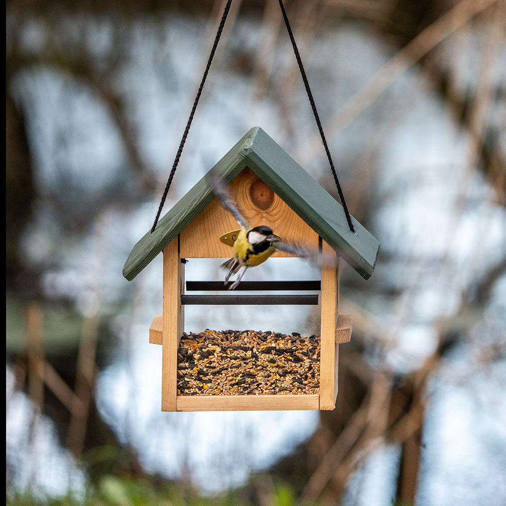 Un oiseau à la mangeoire en hiver.