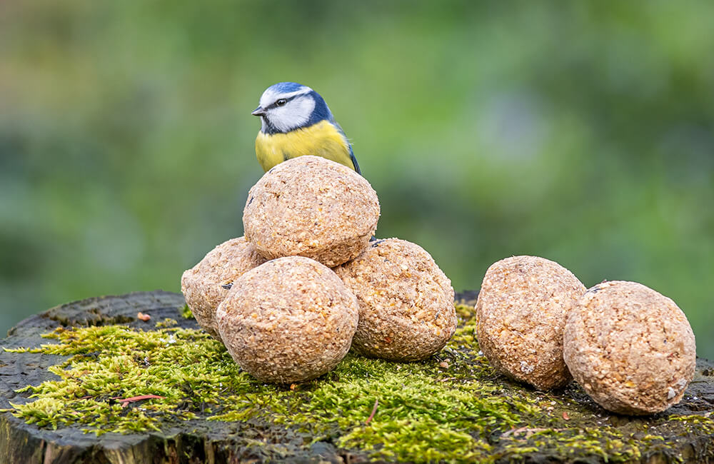 Mésange bleue à côté de 6 boules de graisse.