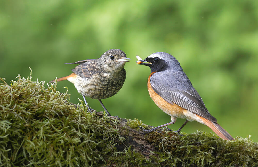 Un couple de rouges-queues noirs, où le mâle nourrit la femelle avec un insecte.