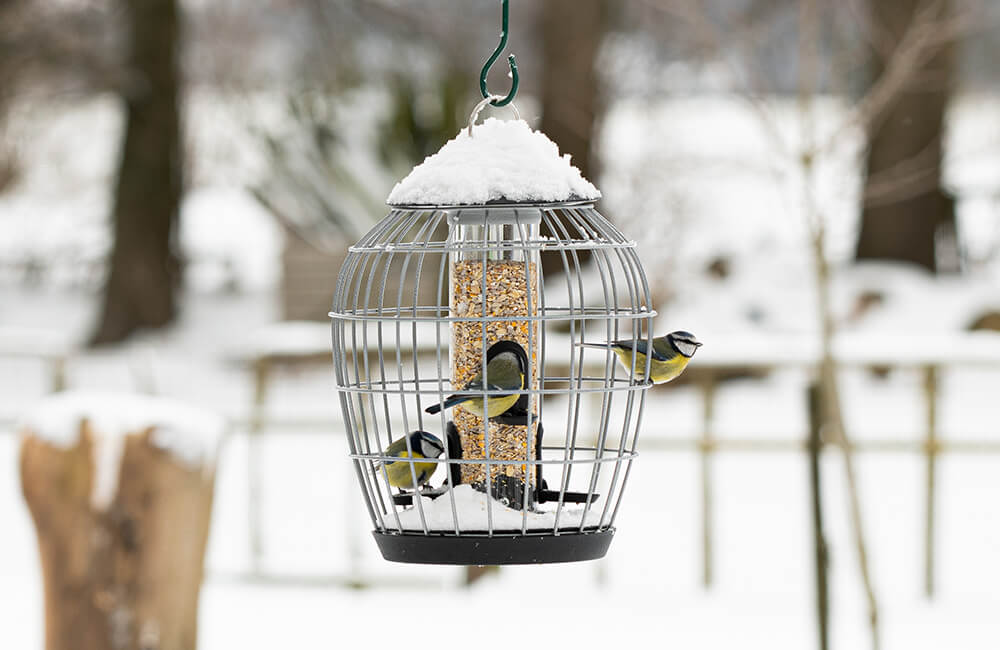Une mangeoire à écureuil en hiver, avec 3 mésanges bleues mangeant de la nourriture pour oiseaux.