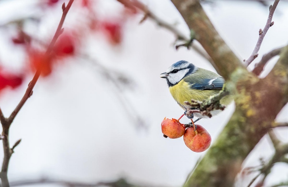 Une mésange bleue assise sur un arbre.