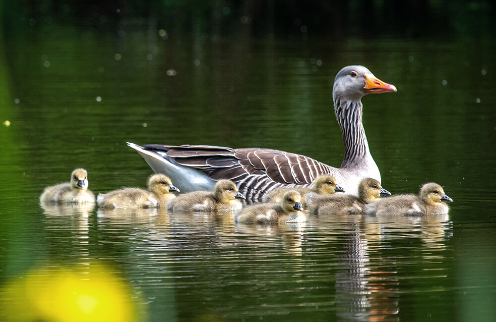 Une famille de canards sur l'eau