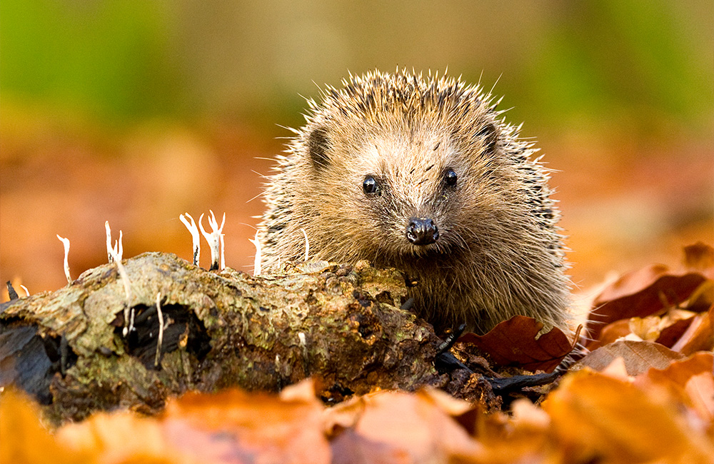 Un mignon hérisson entre des feuilles d'automne qui regarde l'observateur.