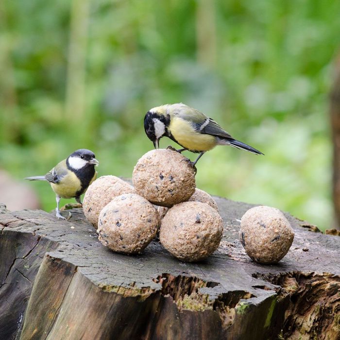 Réaliser un support en bois de boules de graisse pour oiseaux