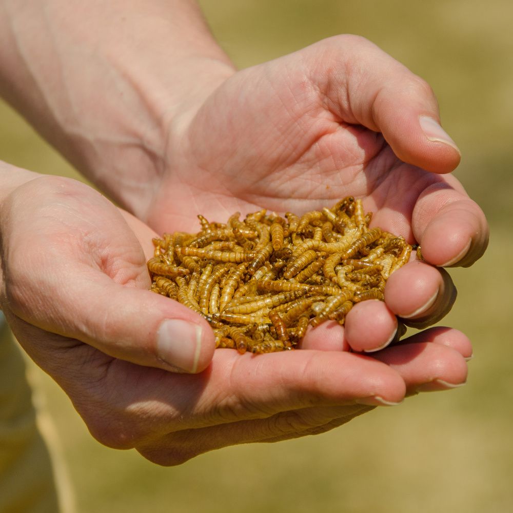 Vers de farine dans les mains de quelqu'un