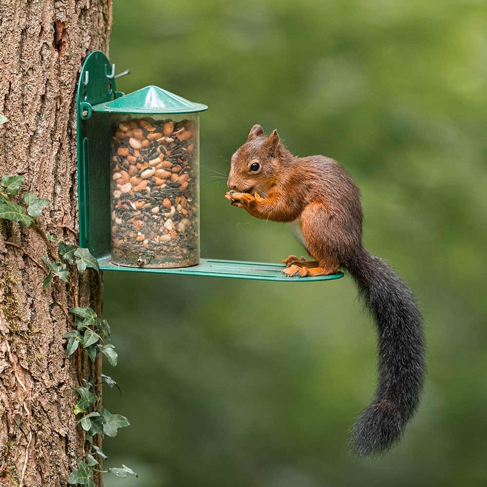 Un écureuil sur une mangeoire en métal dans un arbre