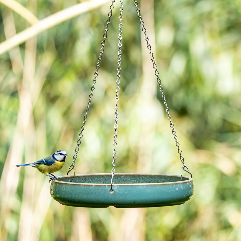 Une mésange bleue sur le côté d'un abreuvoir