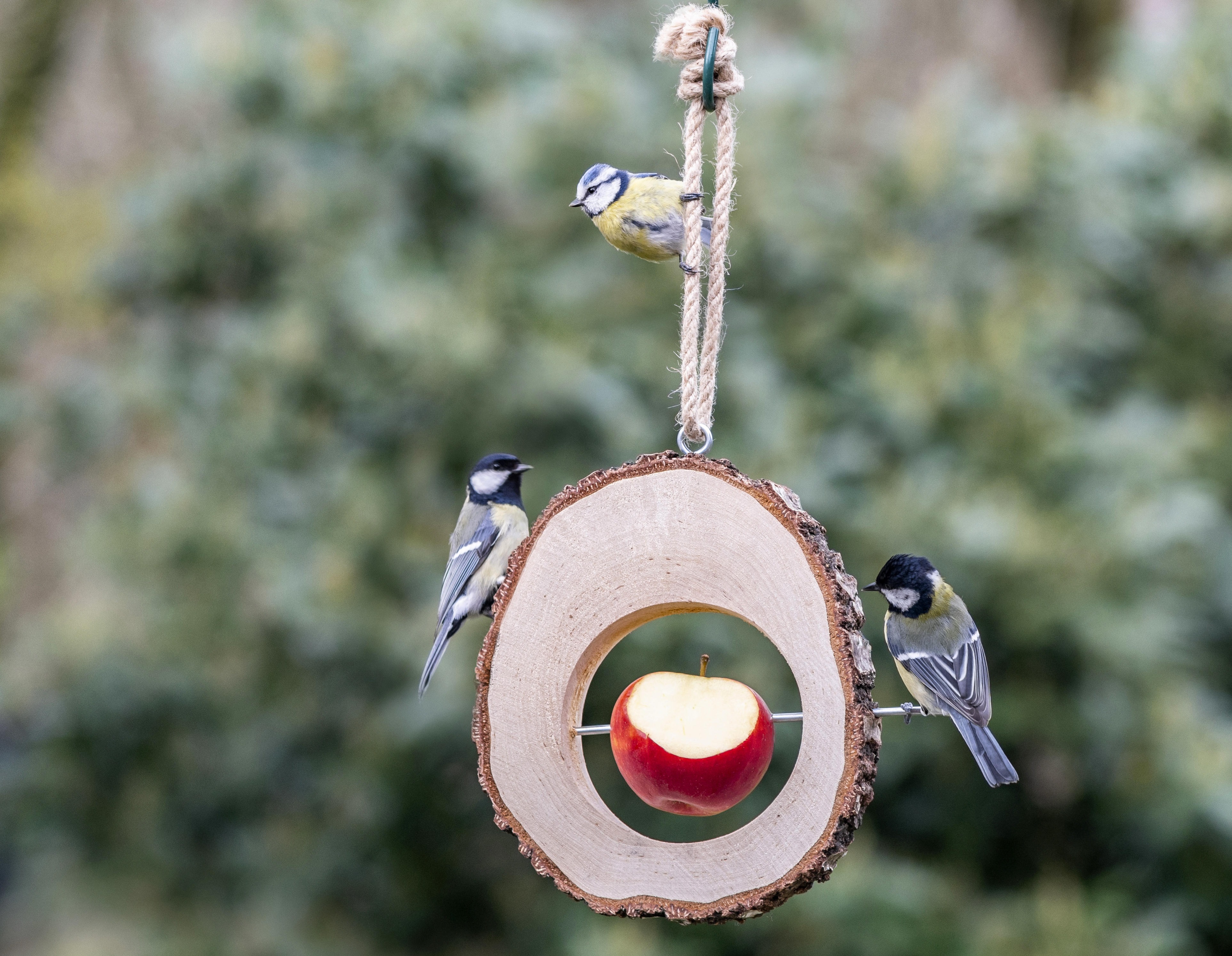 Deux mésanges sur un système d'alimentation en pommes
