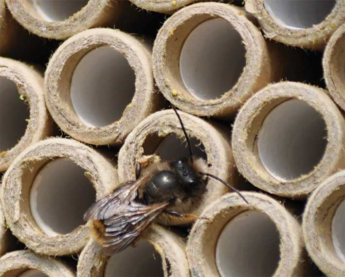 Une abeille dans un hôtel à insectes