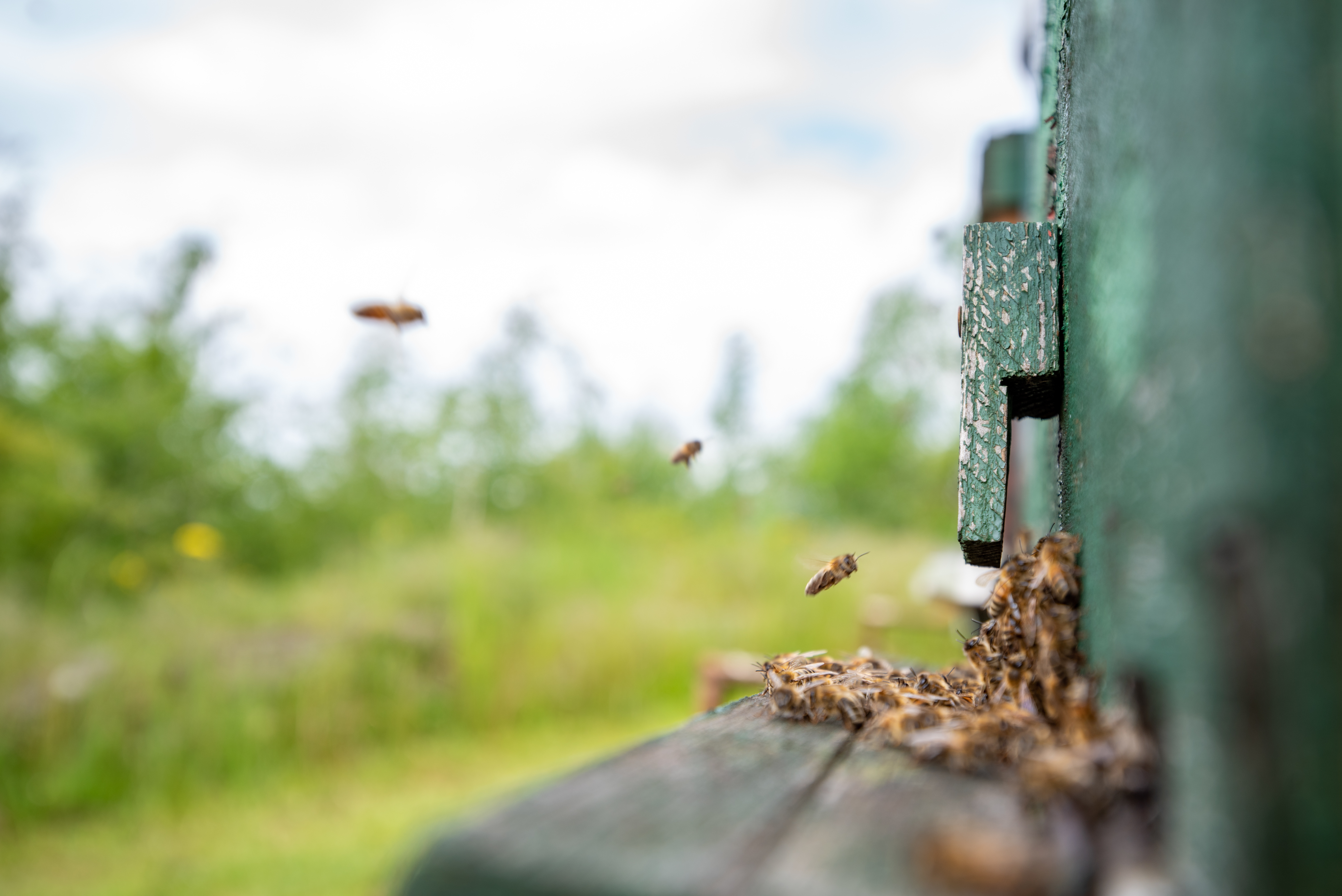 Différentes espèces d'insectes pour un hôtel à insectes