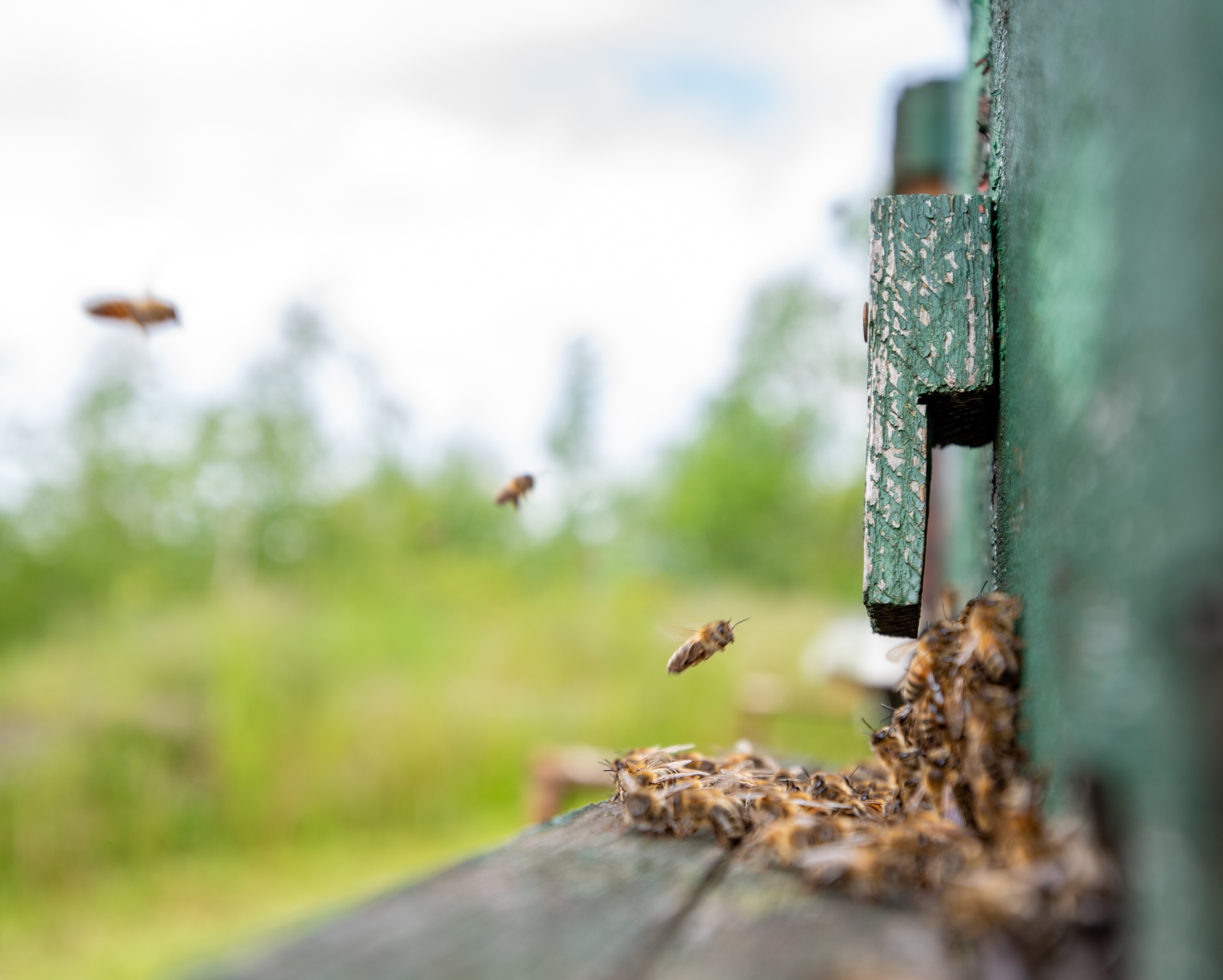 Différentes espèces d'insectes pour un hôtel à insectes
