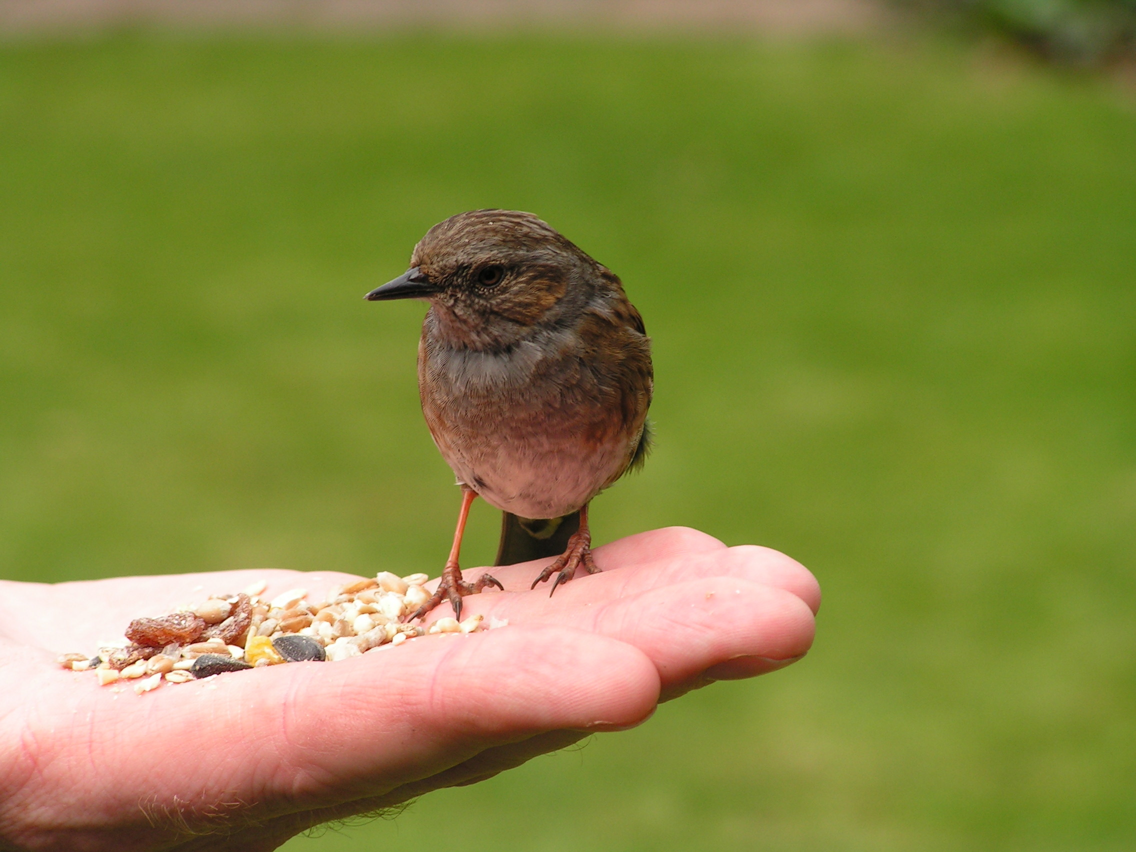 Une mésange nourrie par la main de quelqu'un