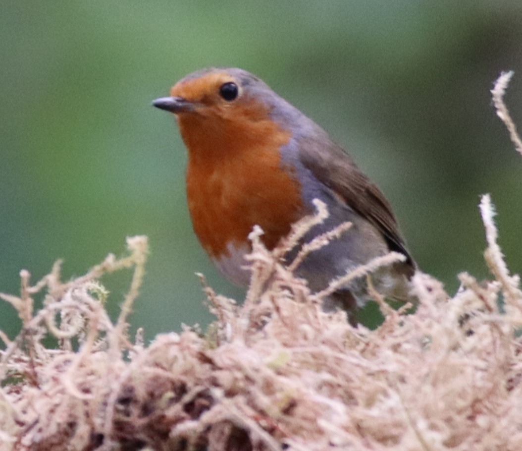 Un rouge-gorge dans un buisson