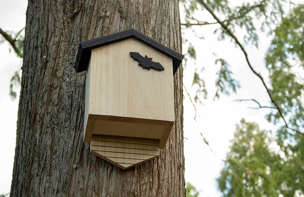 Une bo&icirc;te &agrave; chauve-souris en bois qui a &eacute;t&eacute; plac&eacute;e en haut d'un arbre dans une for&ecirc;t. Un embl&egrave;me noir repr&eacute;sentant une chauve-souris se trouve sur la face avant.