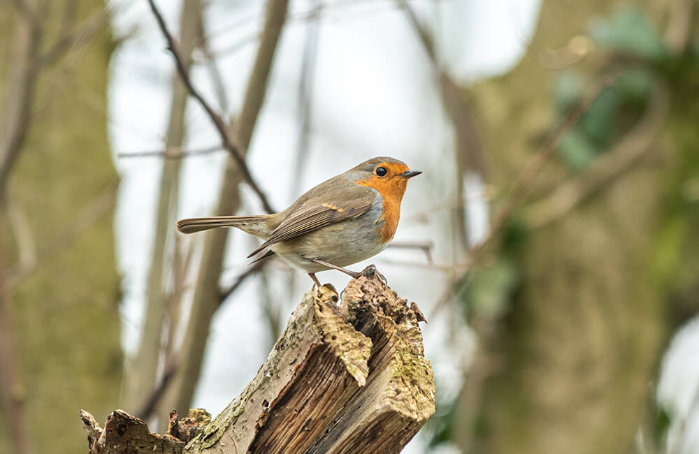 Un rouge-gorge dans la for&ecirc;t.