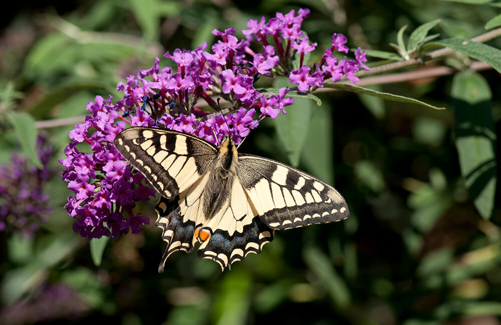 Papilio machaon, &eacute;galement connu sous le nom le grand portequeue
