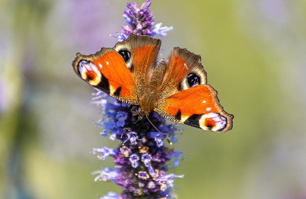 Aglais io, &eacute;galement connu sous le nom de papillon paon-du-jour