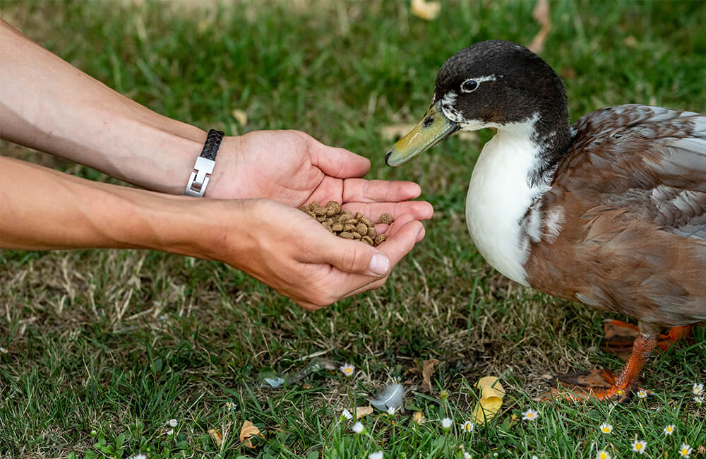 Un homme nourrit un canard avec de la nourriture sp&eacute;ciale pour canards qu'il tient dans ses mains.