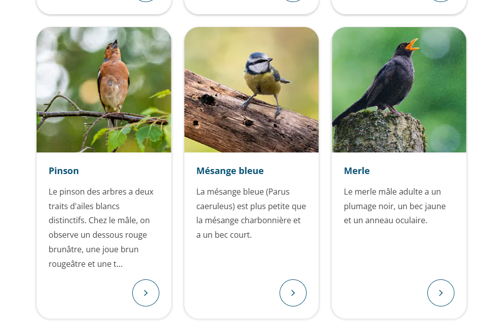 Capture d'&eacute;cran du lexique des oiseaux de Vivara - Diff&eacute;rentes esp&egrave;ces d'oiseaux de jardin pr&eacute;sent&eacute;es