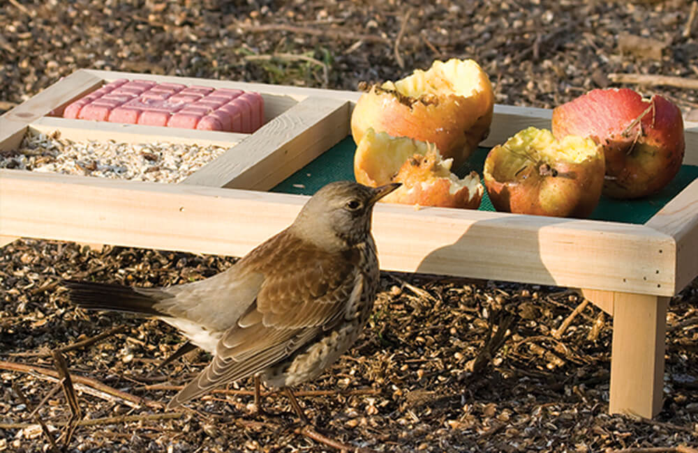 Un oiseau visitant une mangeoire o&ugrave; sont dispos&eacute;esde des tranches de pomme fra&icirc;ches. des tranches 