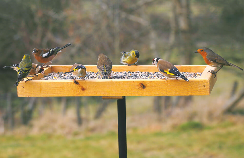 Diff&eacute;rentes esp&egrave;ces de pinsons et un rouge-gorge visitant une table d'oiseaux.