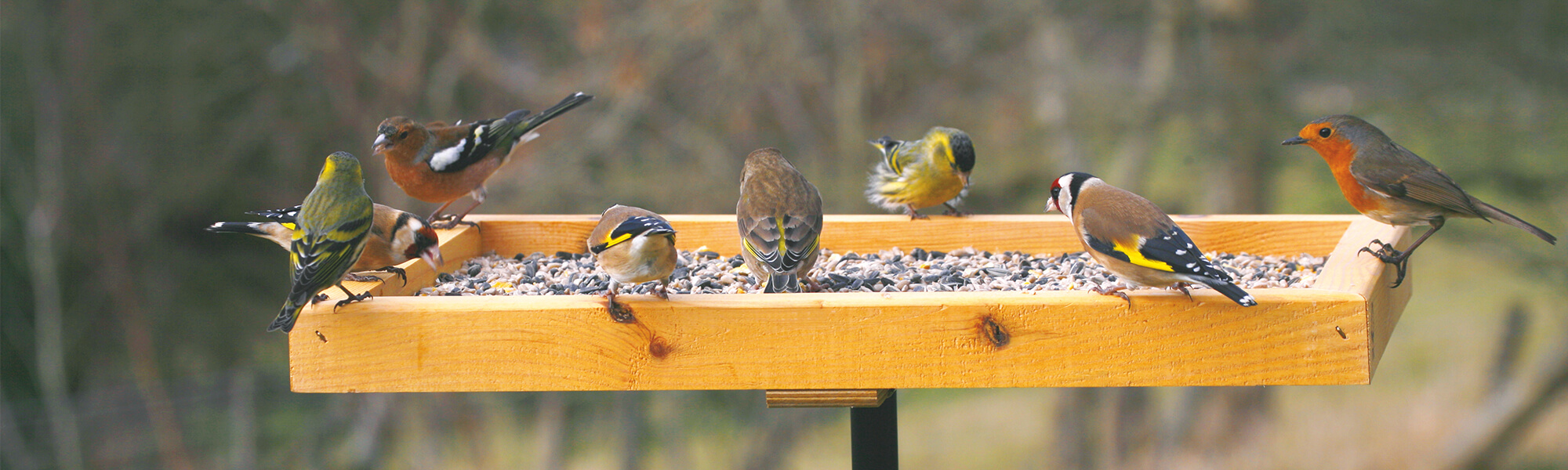 Diff&eacute;rentes esp&egrave;ces de pinsons et un rouge-gorge visitant une table d'oiseaux.
