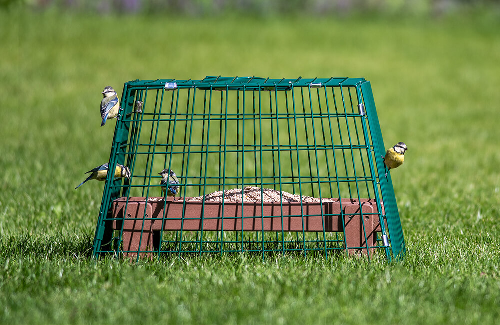 Table &agrave; oiseaux sur laquelle est plac&eacute;e une cage de gardiennage.