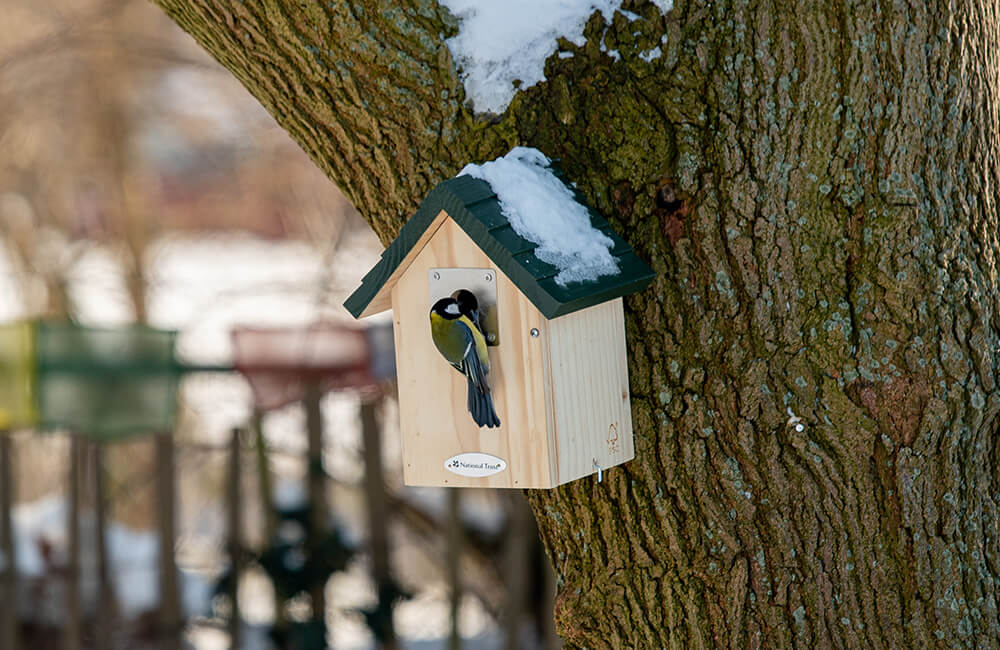Un nichoir en bois contre un arbre en hiver avec un oiseau dedans.