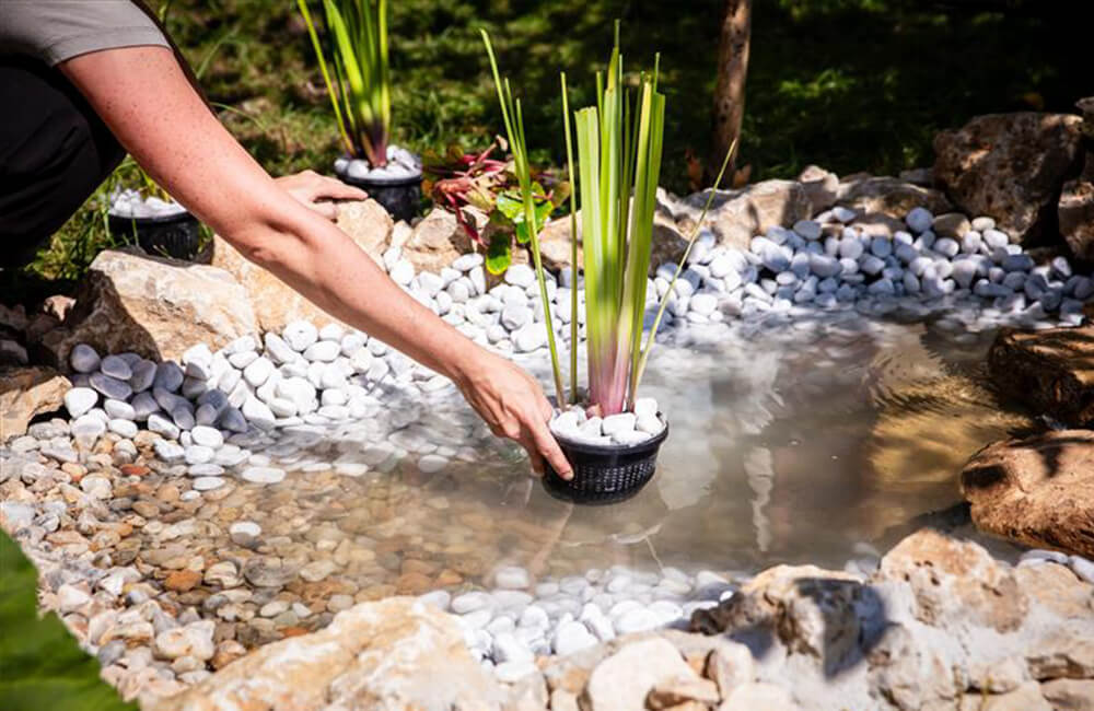 Mettre des plantes dans un &eacute;tang