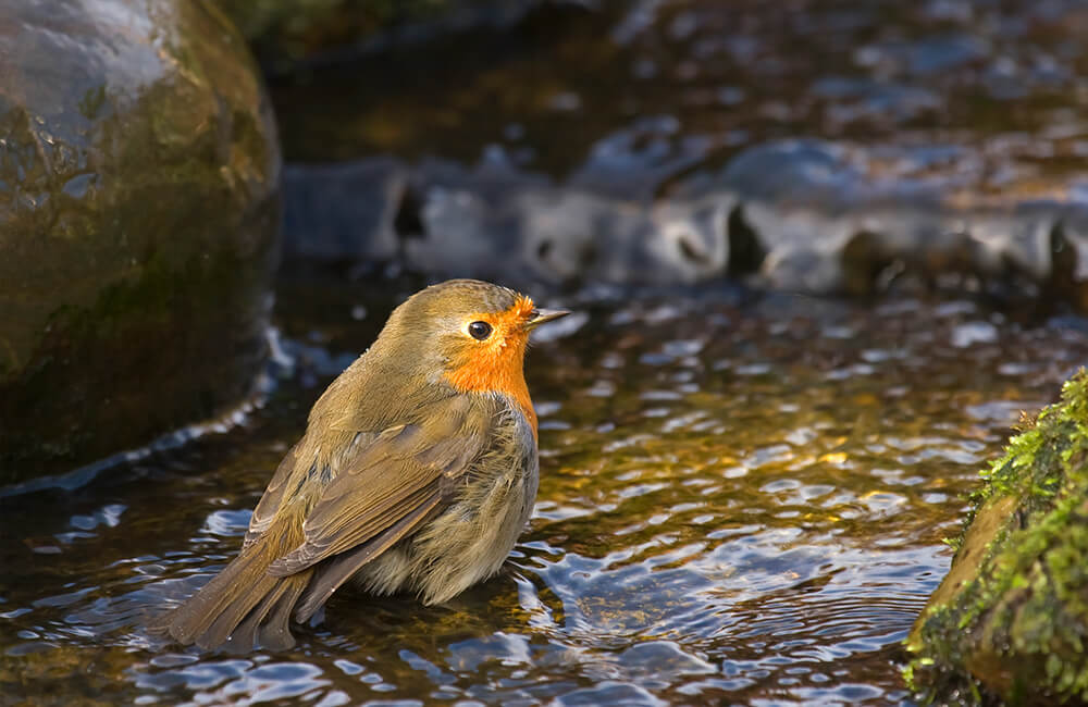 Un rouge-gorge s'appr&ecirc;tant &agrave; prendre un bain dans une eau peu profonde.