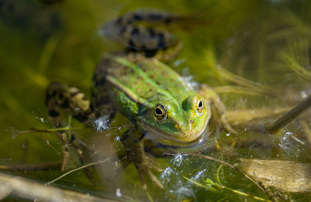 Un crapaud dans un &eacute;tang aux eaux claires