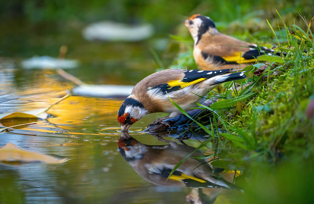 Deux chardonnerets pr&egrave;s d'un &eacute;tang. L'un d'eux est en train de boire et on peut voir des feuilles flotter sur l'eau.