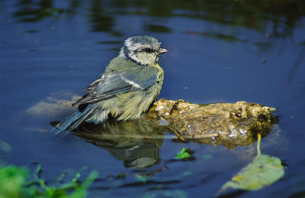 Une m&eacute;sange bleue mouill&eacute;e dans un &eacute;tang