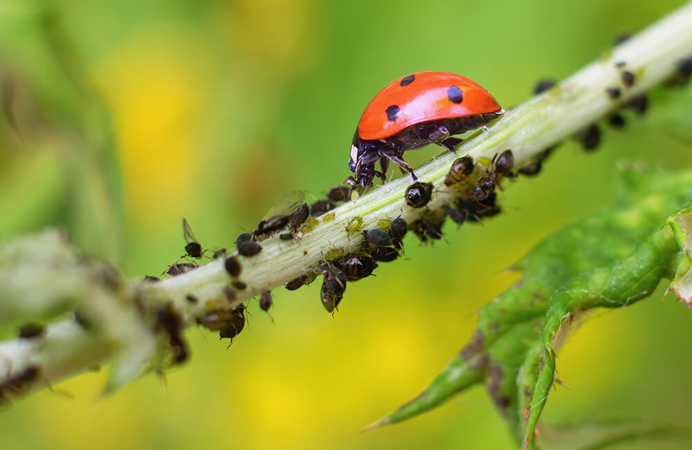 Une coccinelle mangeant des pucerons sur une plante.