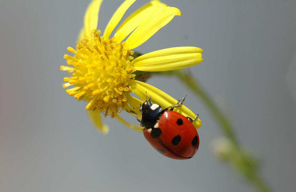 Une coccinelle &agrave; la recherche de nourriture sur une fleur jaune.